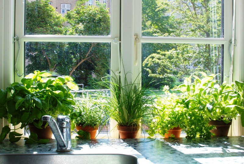 Ý tưởng thiết kế vườn rau sạch trong nhà