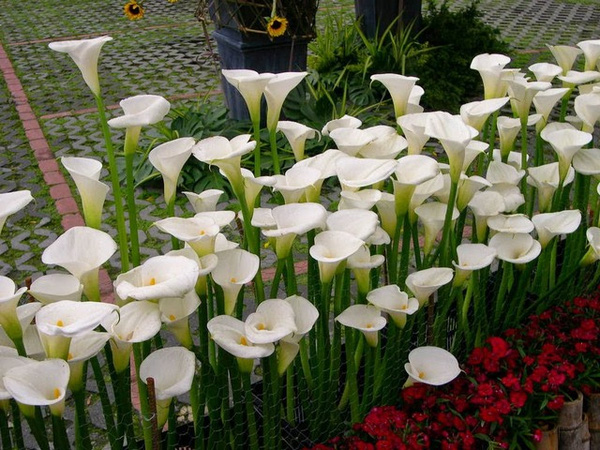 cây cảnh độc cây cảnh độc
