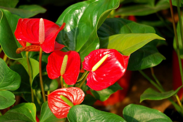 hồng môn hồng môn